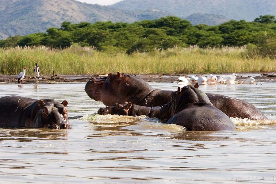 206   Hippos lake Chamo